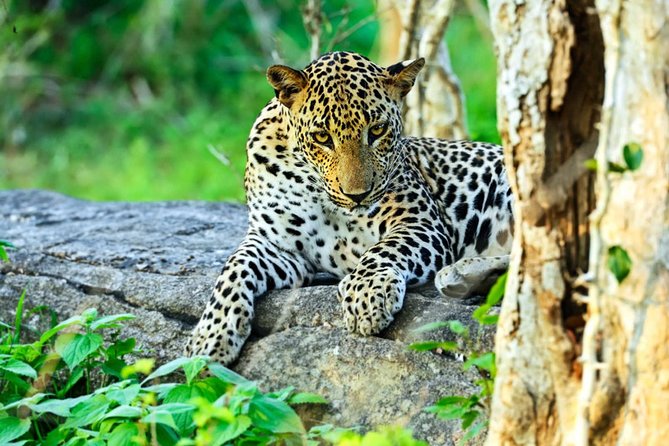 All Inclusive Leopard Nest Treehouse Safari in Yala - Why Yala works for a leopard-focused overnight