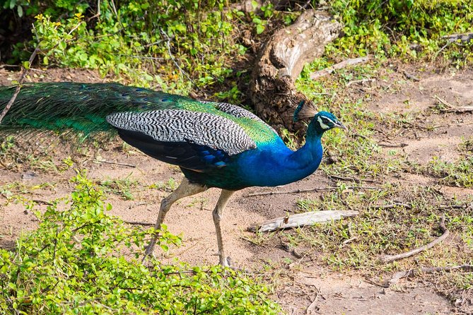 All Inclusive Leopard Nest Treehouse Safari in Yala - The game drives: ranger-led spotting, snacks, and what you can control