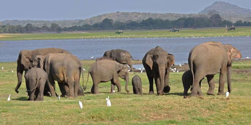 All-Inclusive Minneriya National Park Afternoon Safari - Key highlights at a glance