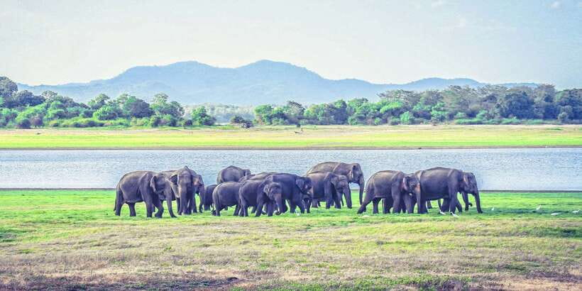 All-Inclusive Minneriya National Park Afternoon Safari - Price and value: what $95 covers, and where it can feel expensive