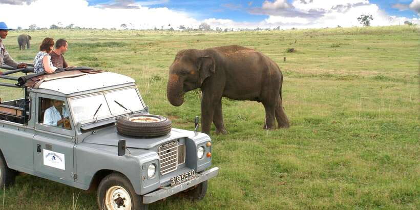 All-Inclusive Minneriya National Park Afternoon Safari - Why Minneriya in the afternoon can be the smart choice