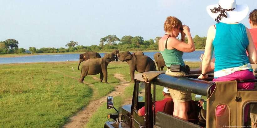 All-Inclusive Minneriya National Park Afternoon Safari - The 3-hour game drive in Minneriya National Park