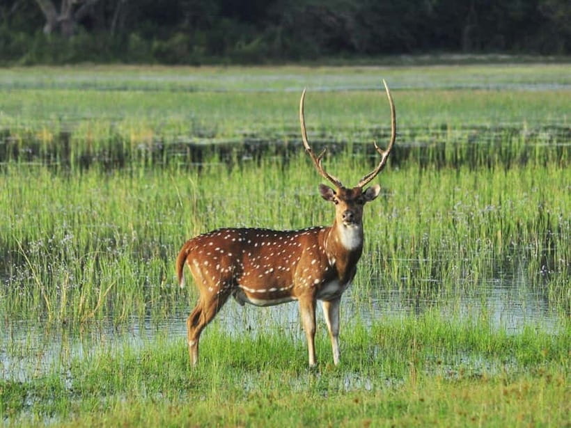 All-Inclusive Minneriya National Park Afternoon Safari - Elephant time: the reason many people choose Minneriya