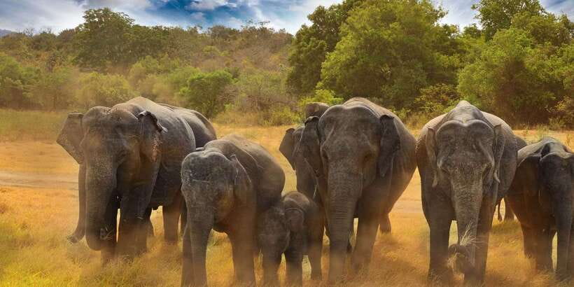 All-Inclusive Minneriya National Park Afternoon Safari - Rare wildlife odds: leopard, sloth bear, crocodiles, pythons