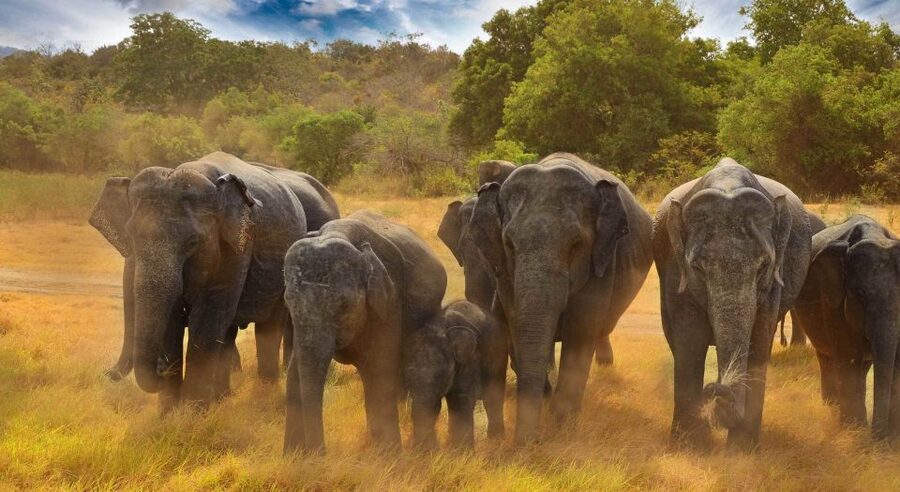 All-Inclusive Minneriya National Park Afternoon Safari - Itinerary flow you can count on: pickup, safari focus, then return