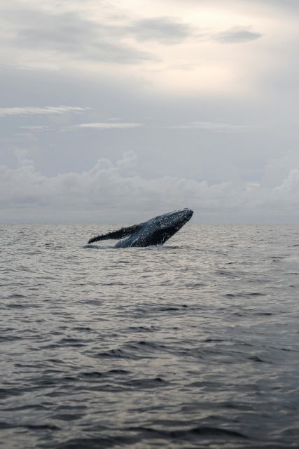 All Inclusive Mirissa Whale and Dolphin Watching Boat Ride - Value and price: is $90 per person fair for what you get?