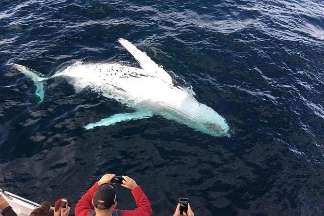 All Inclusive Mirissa Whale and Dolphin Watching Boat Ride - All Inclusive Really Means Fewer Headaches on Board