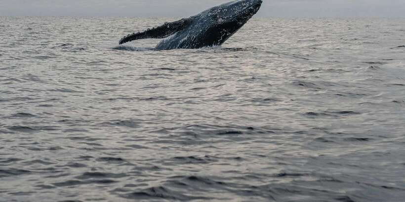 All Inclusive Mirissa Whale & Dolphin Watching + Snorkeling - Lunch on shore, then snorkeling with sea turtles