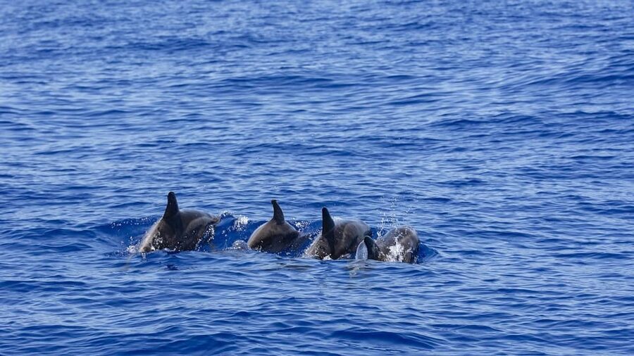 All Inclusive Mirissa Whale & Dolphin Watching + Snorkeling - The snorkeling reality check: crowded turtle time happens