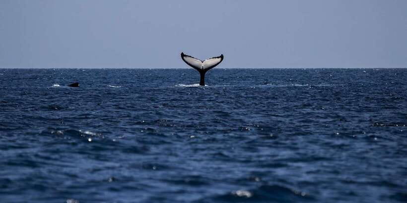 All Inclusive Mirissa Whale & Dolphin Watching + Snorkeling - Price and logistics: what $145 covers, and what to double-check