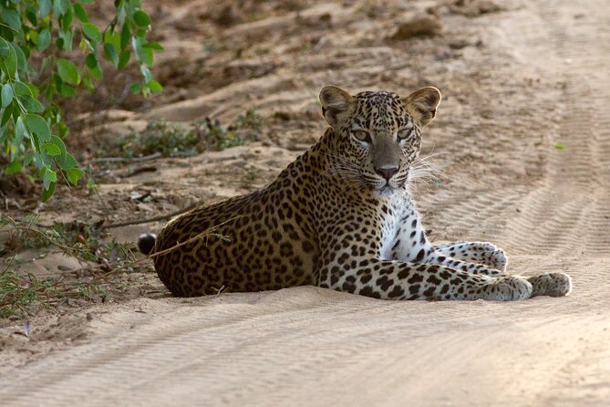 All Inclusive Private Full Day Safari in Yala National Park with Lunch - Key things to know before you go