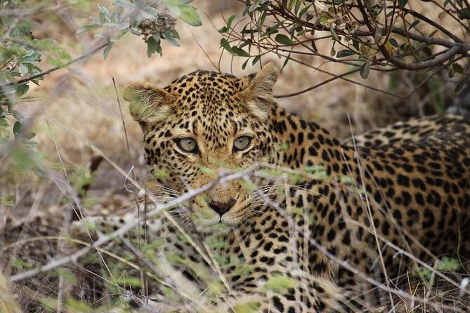 All Inclusive Private Full Day Safari in Yala National Park with Lunch - Yala National Park for big-game days: why two jeep safaris matter
