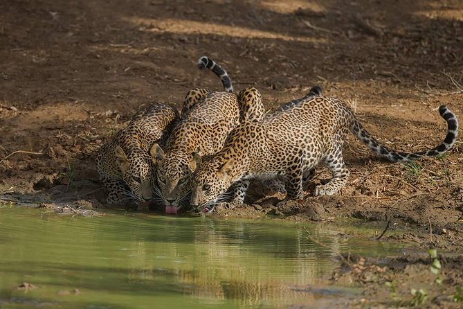 All Inclusive Private Full Day Safari in Yala National Park with Lunch - Door-to-door pickup: where logistics stop being annoying