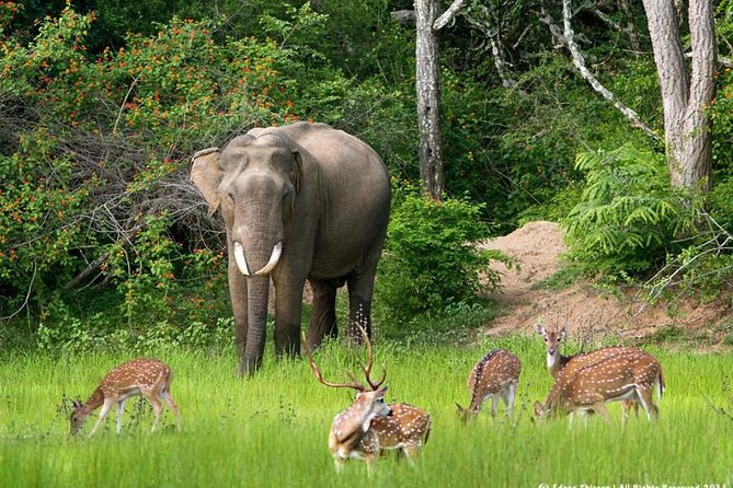 All inclusive Private jeep safari at Yala National park - The full day route, Colombo to Yala to Sithulpawwa