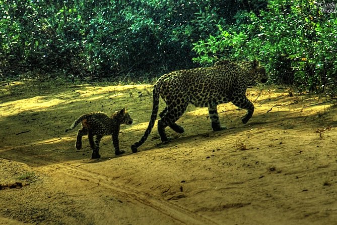 All inclusive Private safari at Wilpattu National park from Negombo - Understanding Wilpattu’s willus, and why they matter