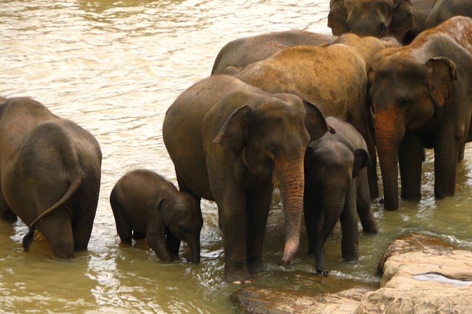 All inclusive Private safari at Wilpattu National park from Negombo - Private Jeep safari: what it feels like in the park