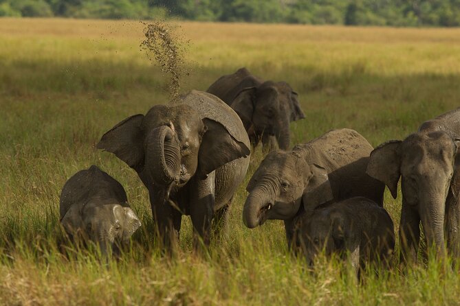 All Inclusive Private Safari in Minneriya National Park - Timing the Minneriya Tank: Why Late Afternoon Works
