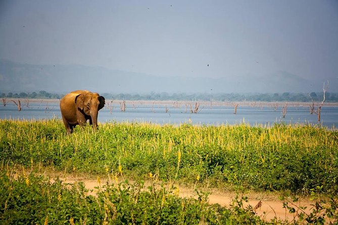 All Inclusive Private Safari in Minneriya National Park - Where It Fits Best: Who Should Book This Safari
