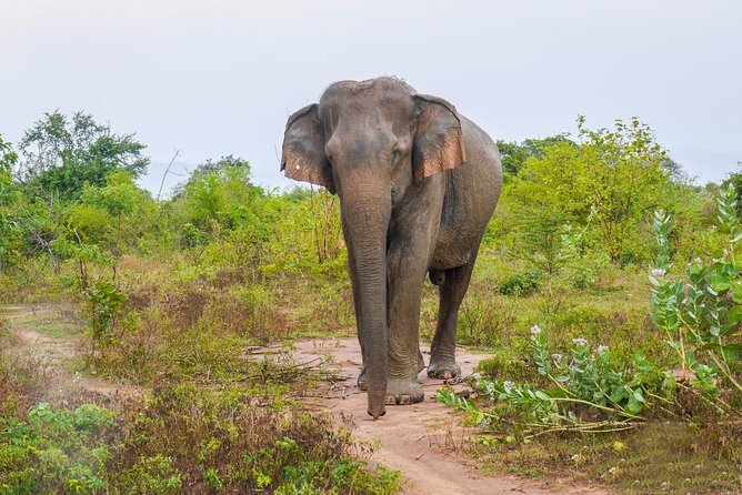 All Inclusive Udawalawa National Park Day Tour From Negombo - Why an Udawalawe jeep safari starts at 6:00 am