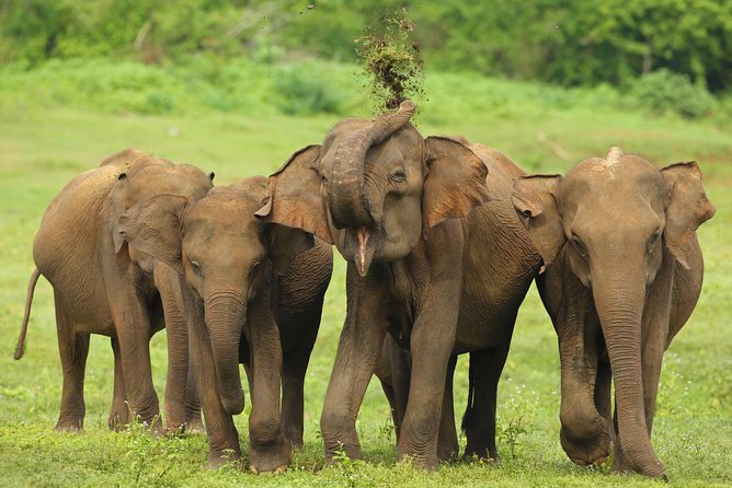 All Inclusive Udawalawa National Park Day Tour From Negombo - Private pickup from Negombo and your chauffeur-led day