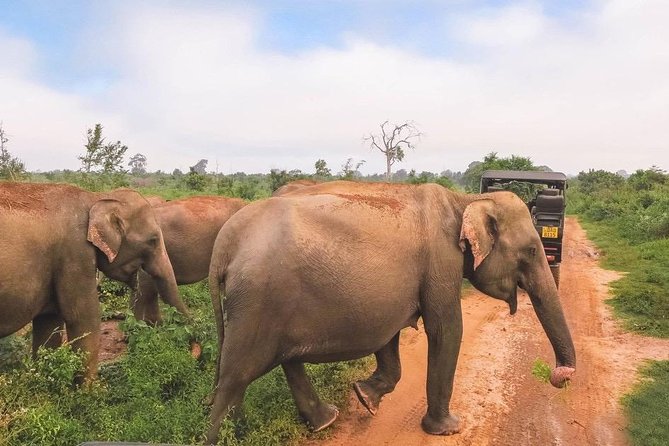 All Inclusive Udawalawa National Park Day Tour From Negombo - What you’re likely to see on the Udawalawe safari