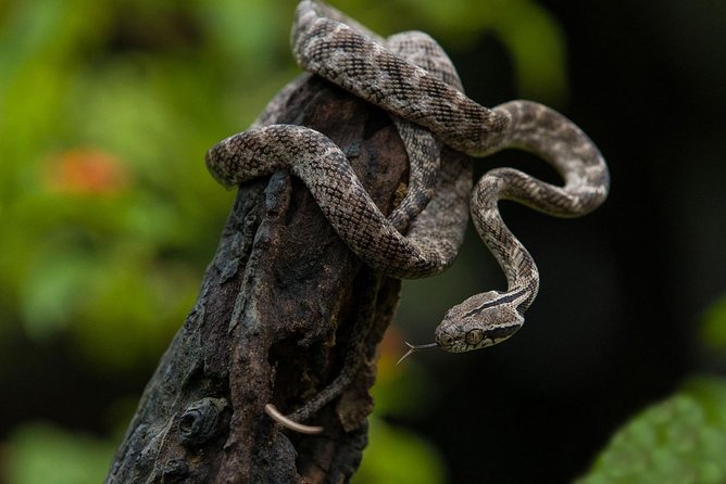 All Inclusive Udawalawa National Park Day Tour From Negombo - Lunch and small comforts that matter on a long day