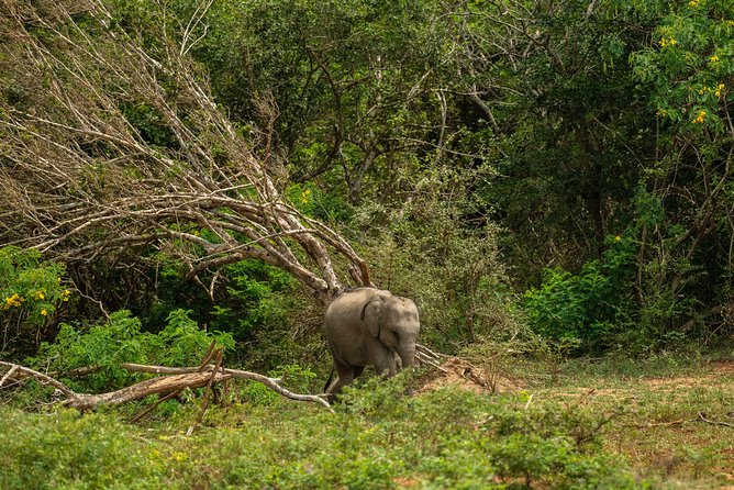 All Inclusive Udawalawa National Park Day Tour From Negombo - Price and value of $275 per person