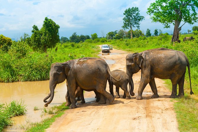 All Inclusive Udawalawa National Park Day Tour From Negombo - Who this tour suits (and who may rethink)