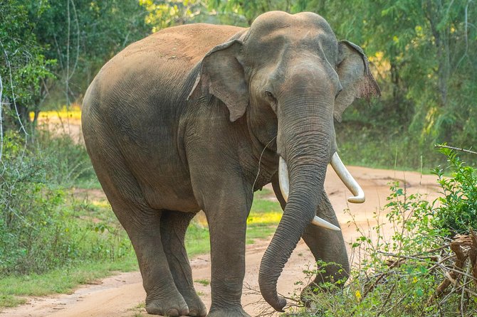 All Inclusive Udawalawa National Park Day Tour From Negombo - Should you book this Udawalawe day tour from Negombo?