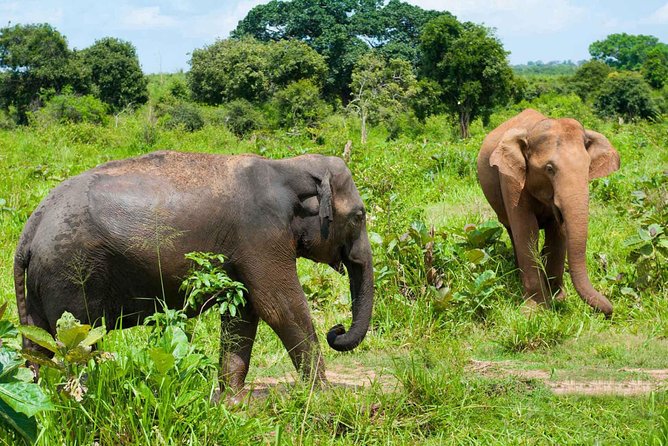 All Inclusive Udawalawa National Park Day Tour From Negombo - FAQ