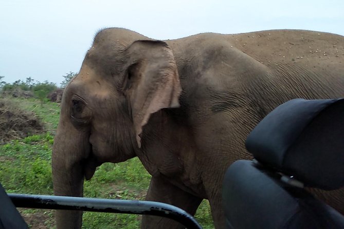 All Inclusive Udawalawe National Park Safari Day Tour from Colombo and Negombo - Why Udawalawe is a smart elephant-focused day