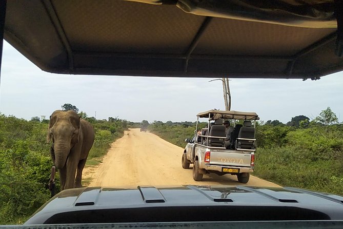 All Inclusive Udawalawe National Park Safari Day Tour from Colombo and Negombo - Inside the park: what to expect beyond just elephants
