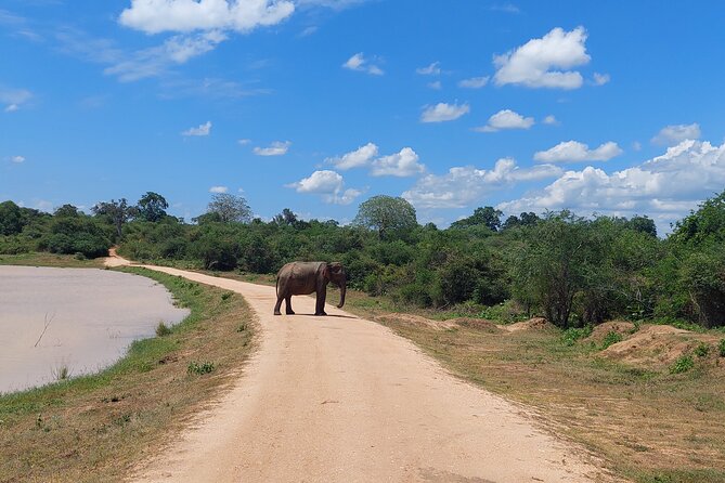 All Inclusive Udawalawe National Park Safari Day Tour from Colombo and Negombo - What is included in this Udawalawe safari day