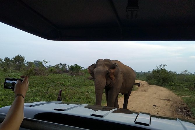 All Inclusive Udawalawe National Park Safari Day Tour from Colombo and Negombo - The 12-hour day plan, with a real safari time block