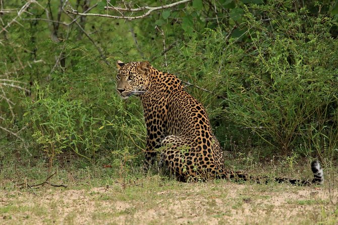 All Inclusive Wilpattu National Park Day Tour From Anuradhapura - Key points before you plan