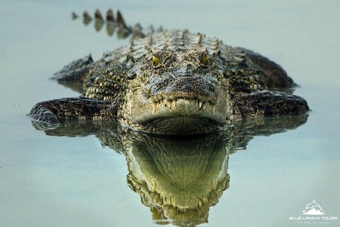 All Inclusive Wilpattu National Park Day Tour From Anuradhapura - Why Wilpattu Safari Runs From Anuradhapura So Early