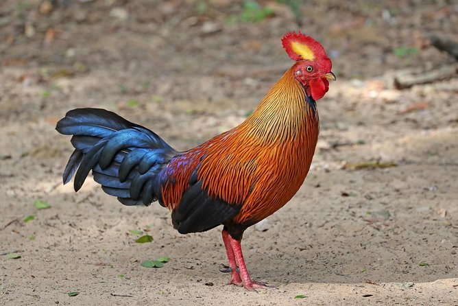 All Inclusive Wilpattu National Park Day Tour From Anuradhapura - The Villu Wetlands and Why Breeding Sites Change Everything