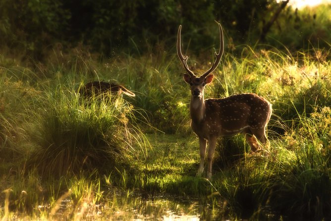 All Inclusive Wilpattu National Park Day Tour From Anuradhapura - Timing, Weather, and When Your Day Might Shift