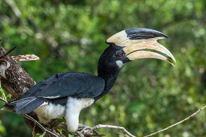 All Inclusive Wilpattu National Park Day Tour From Anuradhapura - Who This Wilpattu Tour Fits Best