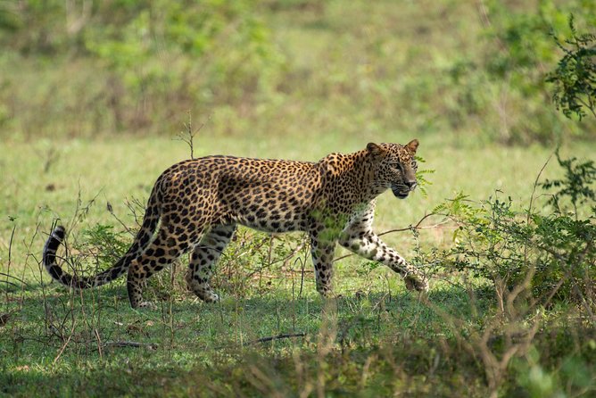 All Inclusive Yala National Park Jeep Safari from Colombo - Key highlights at a glance