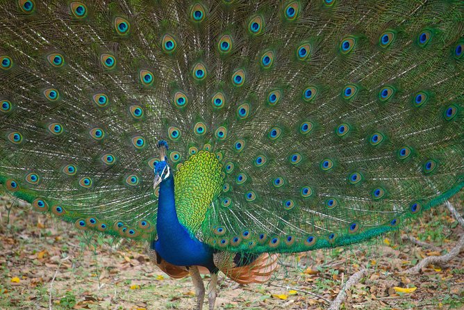 All Inclusive Yala National Park Jeep Safari from Colombo - The 13-hour rhythm: what a 6:30 am start really means