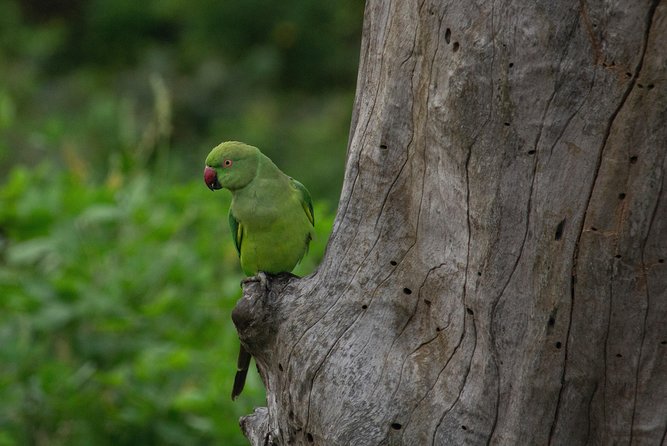 All Inclusive Yala National Park Jeep Safari from Colombo - Jeep safari reality check: where sightings usually come from