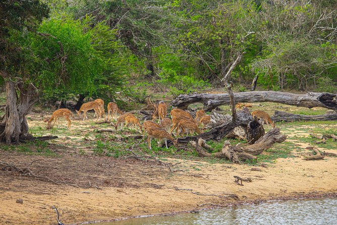 All Inclusive Yala National Park Jeep Safari from Colombo - The comfort details that can make or break the day