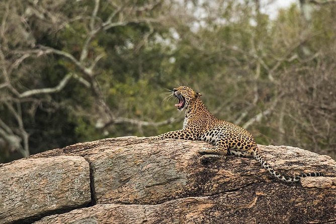 All Inclusive Yala National Park Jeep Safari from Colombo - Safety and service quality: what the company reputation signals