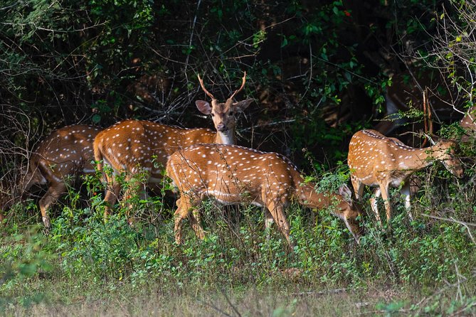 All Inclusive Yala National Park Jeep Safari from Colombo - Price and value: is $258 per person a fair deal?