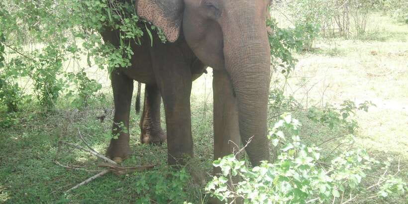 All inclussive Udawalawa National Park Safari From Colombo - Key things worth knowing before you go