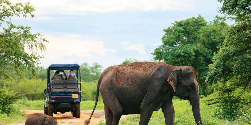 All inclussive Udawalawa National Park Safari From Colombo - Udawalawa from Colombo: what a 12-hour day really feels like