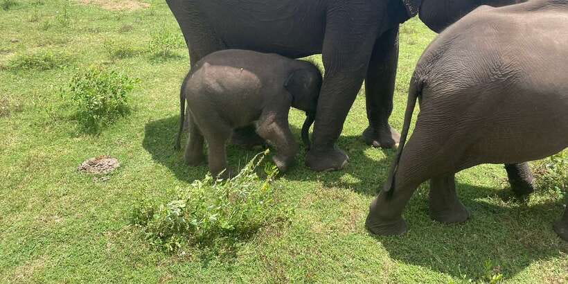 All inclussive Udawalawa National Park Safari From Colombo - The shared jeep safari: how you get 3 hours that actually count