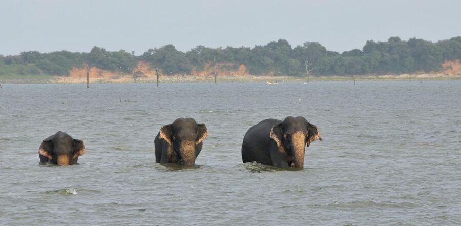 All inclussive Udawalawa National Park Safari From Colombo - Udawalawa Elephant Transit Home stop: the 45-minute elephant focus