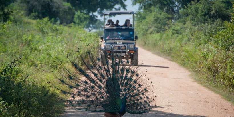 All inclussive Udawalawa National Park Safari From Colombo - Price and value: what you’re paying for (and what to expect not included)